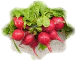 Radishes