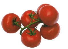 Tomatoes