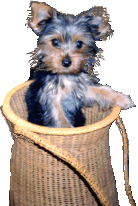 Dogs glitter gifs