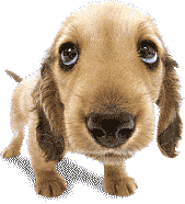 Dogs glitter gifs