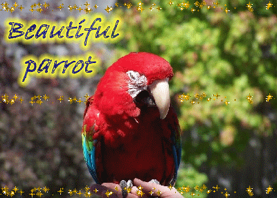 Parrot glitter gifs