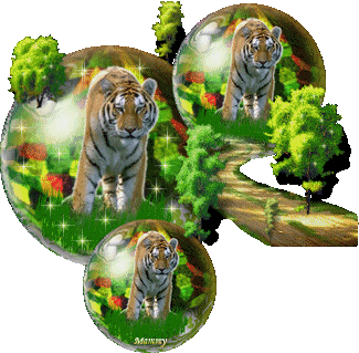 Globes tigers