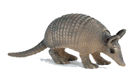 Armadillo graphics