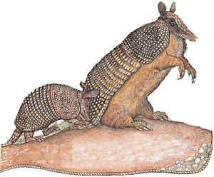 Armadillo