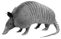 Armadillo graphics