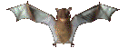 Bats graphics