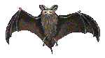 Bats graphics