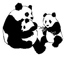 Bears panda graphics