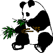 Bears panda