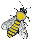 Bees graphics