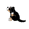 Bernese mountain dog graphics