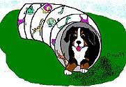 Bernese mountain dog graphics