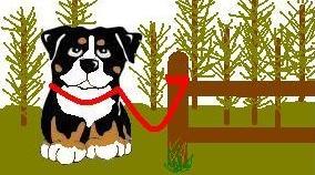 Bernese mountain dog graphics