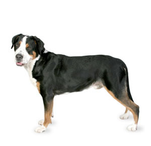 Bernese mountain dog graphics