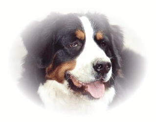 Bernese mountain dog graphics