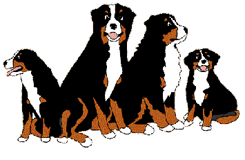 Bernese mountain dog graphics
