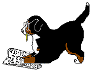 Bernese mountain dog graphics
