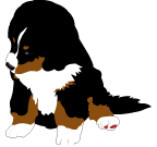 Bernese mountain dog graphics