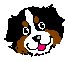 Bernese mountain dog graphics