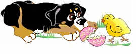 Bernese mountain dog graphics
