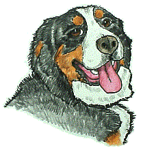 Bernese mountain dog