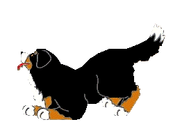 Bernese mountain dog graphics