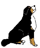 Bernese mountain dog graphics