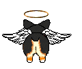 Bernese mountain dog graphics