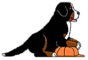 Bernese mountain dog graphics