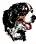 Bernese mountain dog graphics