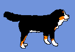 Bernese mountain dog graphics