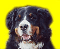 Bernese mountain dog graphics