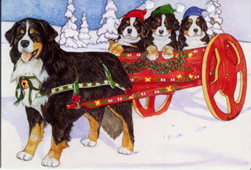 Bernese mountain dog graphics