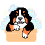 Bernese mountain dog graphics