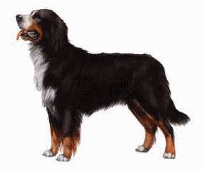 Bernese mountain dog graphics