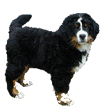 Bernese mountain dog graphics