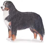 Bernese mountain dog graphics