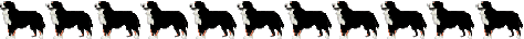 Bernese mountain dog graphics