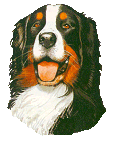 Bernese mountain dog graphics