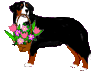 Bernese mountain dog graphics