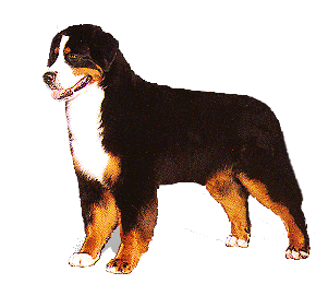 Bernese mountain dog graphics