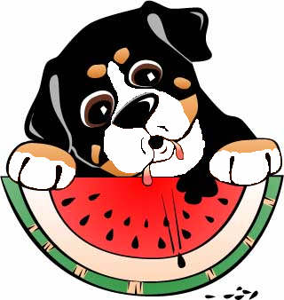Bernese mountain dog graphics