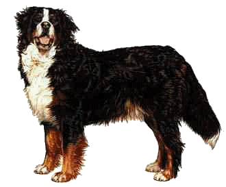 Bernese mountain dog graphics