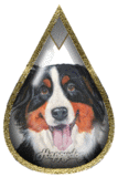 Bernese mountain dog graphics