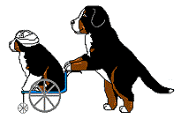 Bernese mountain dog graphics