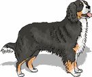 Bernese mountain dog graphics