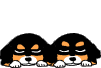 Bernese mountain dog graphics
