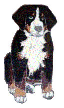 Bernese mountain dog graphics