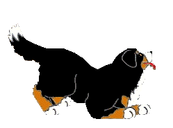 Bernese mountain dog graphics