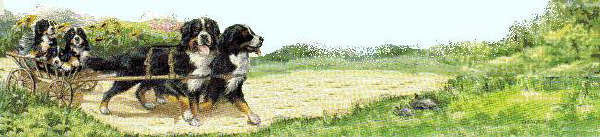 Bernese mountain dog graphics